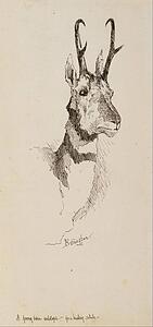  Art Print - A Pronghorn Antelope