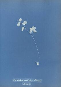 British Art Print - Adiantum Capillus Veneris, British