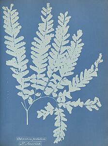 N America Art Print - Adiantum Pedatum, N. America