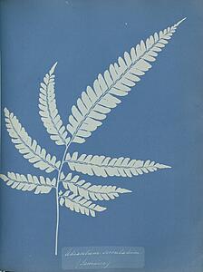 Art Print - Adiantum Serrulatum, Jamaica
