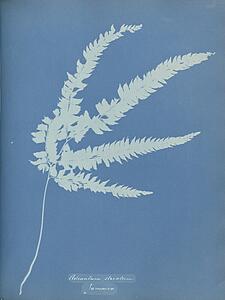 Art Print - Adiantum Striatum, Jamaica