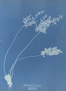 Crispus Art Print - Allosorus Crispus, British