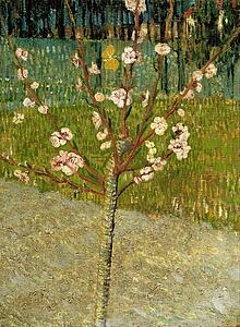 Almond Blossoms Art Print - Almond Tree In Blossom