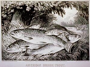 American Art Print - American Brook Trout. Lithograph