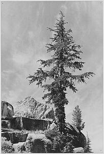  Art Print - An Unnamed Peak, Kings River Canyon (Proposed As A National Park), California, 1936. (Vertical Orientation). Photographs Of National Parks And Monuments, Compiled 1941 - 1942, Documenting The Period Ca. 1933 - 1942.