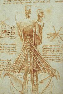 Anatomy Art Print - Anatomy Of The Neck