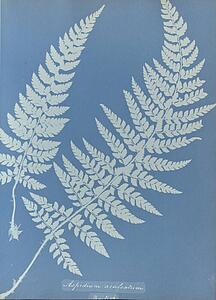 Aspidium Art Print - Aspidium Aculeatum, British