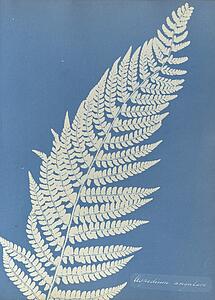 Aspidium Art Print - Aspidium Angulare