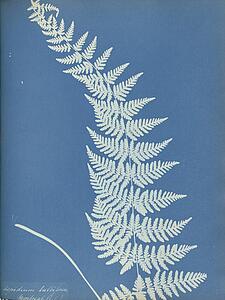 Aspidium Art Print - Aspidium Bulbiferum, Montreal