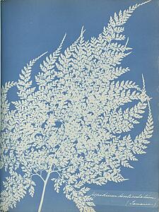 Aspidium Art Print - Aspidium Denticulatum, Jamaica