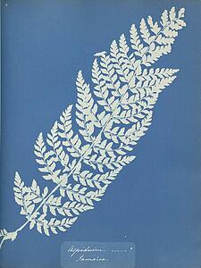 Aspidium Art Print - Aspidium, Jamaica