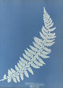 Aspidium Art Print - Aspidium Lobatum, British