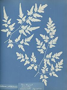 Aspidium Art Print - Aspidium Obtusium
