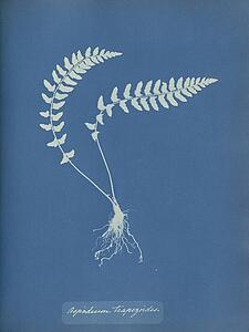 Aspidium Art Print - Aspidium Trapezoides