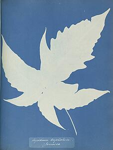 Aspidium Art Print - Aspidium Trifoliatum, Jamaica