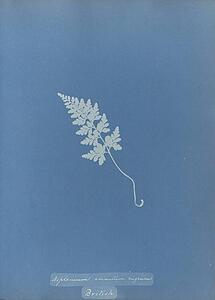 Art Print - Asplenium Adiantum Nigrum, British