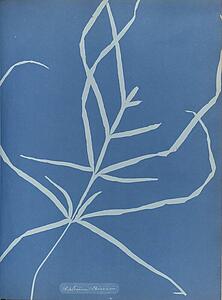 Art Print - Asplenium Chinensis