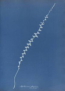 Art Print - Asplenium Ebenum, New Jersey