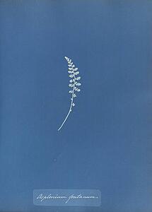 Art Print - Asplenium Fontanum