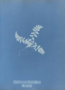 Art Print - Asplenium Lanceolatum, British