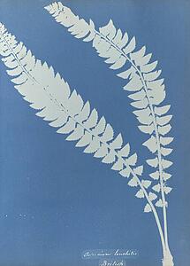 British Art Print - Asplenium Lonchitis, British