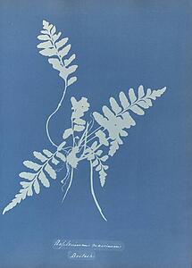 Art Print - Asplenium Marinum, British