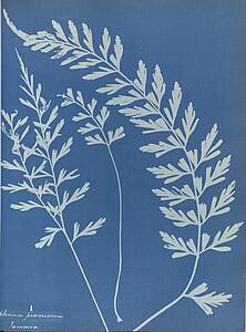 Art Print - Asplenium Praemorsum, Jamaica