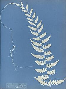 Art Print - Asplenium Radicans, Jamaica
