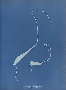 Art Print - Asplenium Rhizophyllum