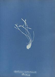 Septentrionale Art Print - Asplenium Septentrionale, British