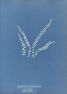 Art Print - Asplenium Trichomanes, British