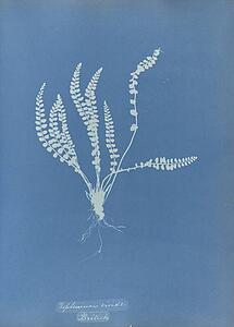 Art Print - Asplenium Viride, British