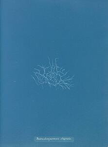 Batrachospermum Stagnale - Art Print Art Print - Batrachospermum Stagnale