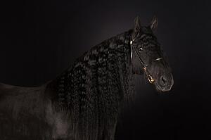 Black Art Print - Black Horse Portrait