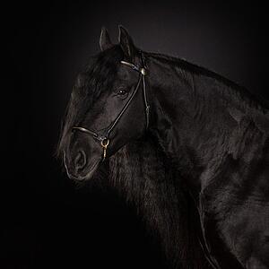 Black Horse Art Print - Black Horse Portrait