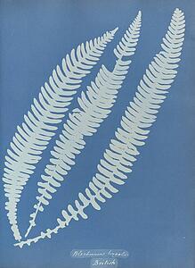 British Art Print - Blechnum Boreale, British