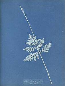 America Art Print - Botrychium Gracile, America
