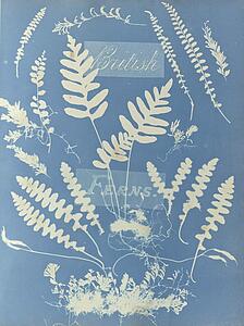 British Ferns Art Print - British Ferns