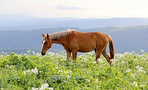 Horse Foal Canvas Print - Brown Horse On A Field
