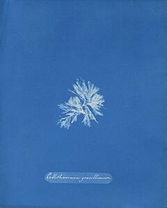 Plates Art Print - Callithamnion Gracillimum [Loose Plate]