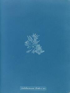 Var Art Print - Callithamnion Hookeri. Var.