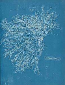 Ceramium Rubrum Art Print - Ceramium Rubrum