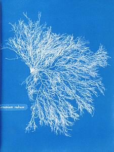Ceramium Rubrum Art Print - Ceramium Rubrum