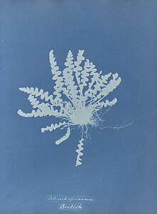 British Art Print - Ceterach Officinarum, British