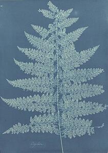 British Ferns Art Print - Ceylon/fern