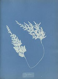 Ceylon Art Print - Ceylon