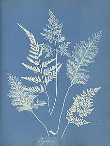 Ceylon Art Print - Ceylon