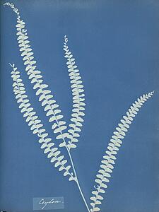 Ceylon Art Print - Ceylon