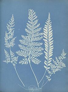 Ceylon Art Print - Ceylon