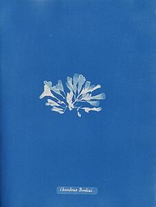 Chondrus Art Print - Chondrus Brodiæi